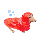 ダックスダックス dachsdachs（個別スタンプ：5）