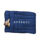 ダックスダックス dachsdachs（個別スタンプ：6）