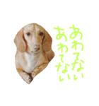 ダックスダックス dachsdachs（個別スタンプ：7）