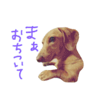 ダックスダックス dachsdachs（個別スタンプ：8）