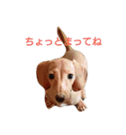 ダックスダックス dachsdachs（個別スタンプ：9）