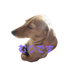 ダックスダックス dachsdachs（個別スタンプ：10）