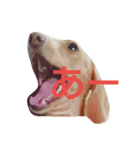 ダックスダックス dachsdachs（個別スタンプ：11）