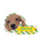 ダックスダックス dachsdachs（個別スタンプ：13）