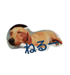 ダックスダックス dachsdachs（個別スタンプ：15）