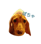 ダックスダックス dachsdachs（個別スタンプ：18）