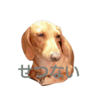 ダックスダックス dachsdachs（個別スタンプ：19）