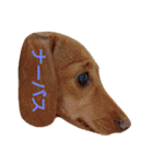 ダックスダックス dachsdachs（個別スタンプ：21）