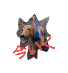 ダックスダックス dachsdachs（個別スタンプ：23）