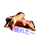 ダックスダックス dachsdachs（個別スタンプ：24）