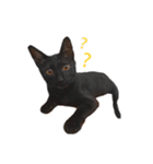 ボンちゃんは猫だ。（個別スタンプ：1）