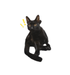 ボンちゃんは猫だ。（個別スタンプ：2）
