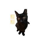ボンちゃんは猫だ。（個別スタンプ：3）