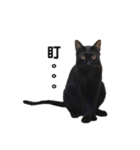 ボンちゃんは猫だ。（個別スタンプ：4）