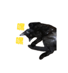 ボンちゃんは猫だ。（個別スタンプ：5）
