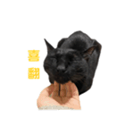 ボンちゃんは猫だ。（個別スタンプ：6）
