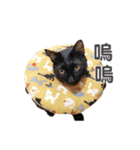 ボンちゃんは猫だ。（個別スタンプ：7）