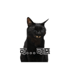 ボンちゃんは猫だ。（個別スタンプ：8）