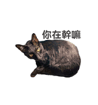 ボンちゃんは猫だ。（個別スタンプ：9）