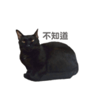 ボンちゃんは猫だ。（個別スタンプ：11）
