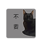 ボンちゃんは猫だ。（個別スタンプ：12）