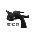 ボンちゃんは猫だ。（個別スタンプ：13）