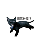 ボンちゃんは猫だ。（個別スタンプ：16）