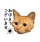 小麦という猫からのご挨拶（顔アップ編）（個別スタンプ：1）
