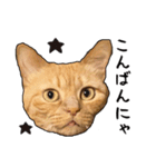 小麦という猫からのご挨拶（顔アップ編）（個別スタンプ：2）