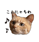 小麦という猫からのご挨拶（顔アップ編）（個別スタンプ：3）