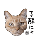 小麦という猫からのご挨拶（顔アップ編）（個別スタンプ：5）