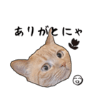 小麦という猫からのご挨拶（顔アップ編）（個別スタンプ：6）
