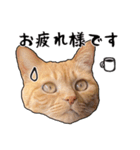 小麦という猫からのご挨拶（顔アップ編）（個別スタンプ：7）