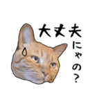 小麦という猫からのご挨拶（顔アップ編）（個別スタンプ：8）