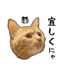 小麦という猫からのご挨拶（顔アップ編）（個別スタンプ：9）