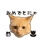小麦という猫からのご挨拶（顔アップ編）（個別スタンプ：10）