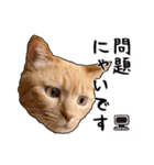小麦という猫からのご挨拶（顔アップ編）（個別スタンプ：11）