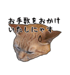 小麦という猫からのご挨拶（顔アップ編）（個別スタンプ：12）