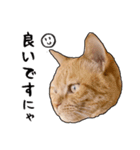 小麦という猫からのご挨拶（顔アップ編）（個別スタンプ：13）