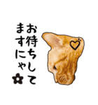 小麦という猫からのご挨拶（顔アップ編）（個別スタンプ：14）