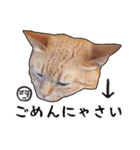 小麦という猫からのご挨拶（顔アップ編）（個別スタンプ：15）