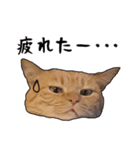 小麦という猫からのご挨拶（顔アップ編）（個別スタンプ：16）