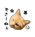 小麦という猫からのご挨拶（顔アップ編）（個別スタンプ：17）