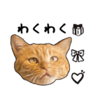 小麦という猫からのご挨拶（顔アップ編）（個別スタンプ：18）