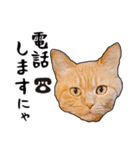 小麦という猫からのご挨拶（顔アップ編）（個別スタンプ：19）