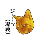 小麦という猫からのご挨拶（顔アップ編）（個別スタンプ：20）