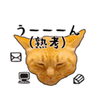 小麦という猫からのご挨拶（顔アップ編）（個別スタンプ：21）
