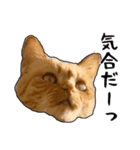 小麦という猫からのご挨拶（顔アップ編）（個別スタンプ：22）
