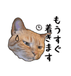 小麦という猫からのご挨拶（顔アップ編）（個別スタンプ：23）
