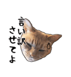 小麦という猫からのご挨拶（顔アップ編）（個別スタンプ：24）